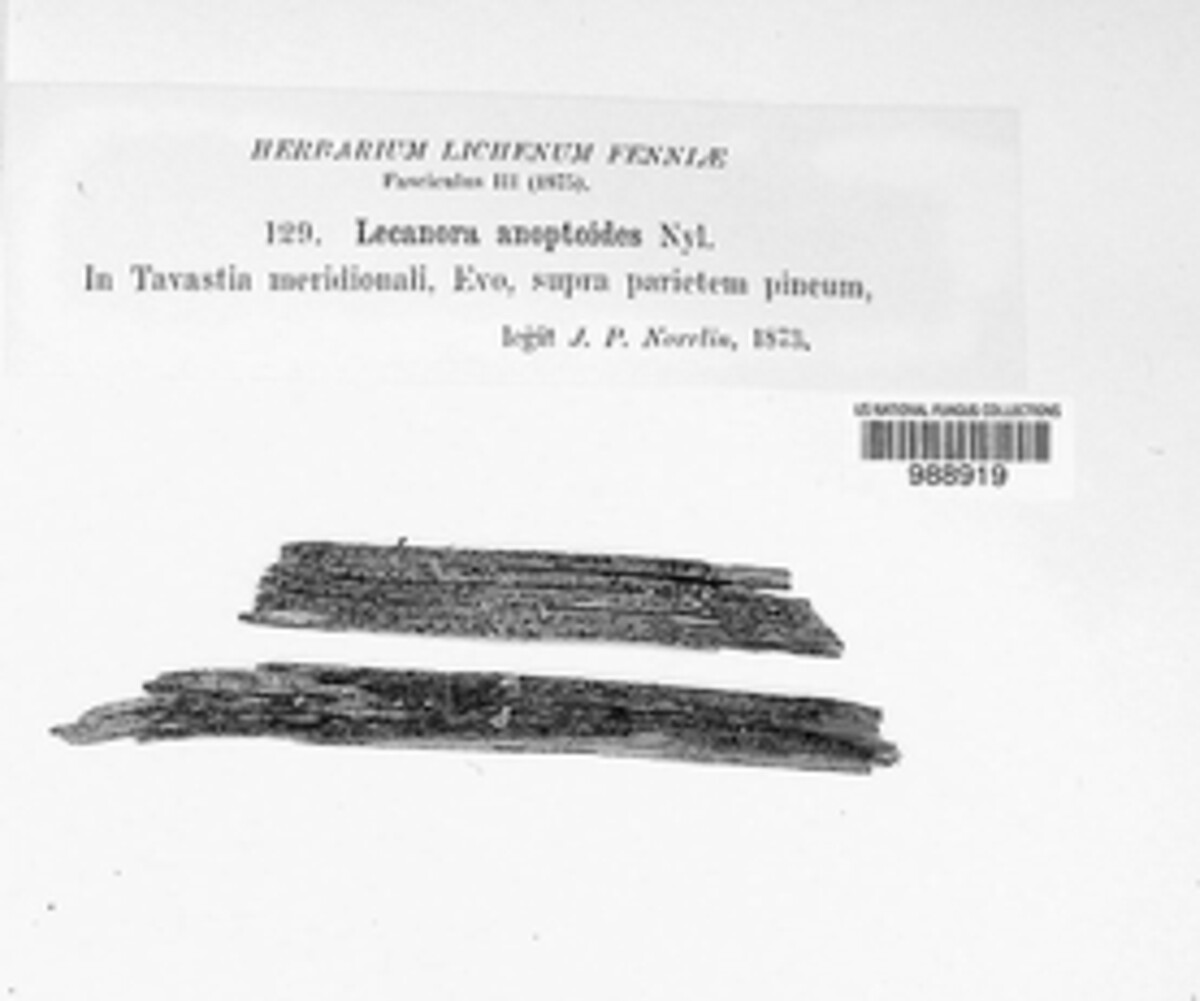 Lecanora anoptoides image